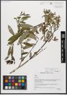 Foto von Salix triandra subsp. amygdalina (L.) Schübl. & G. Martens